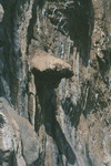 osp_grzybek_3_resize.jpg
